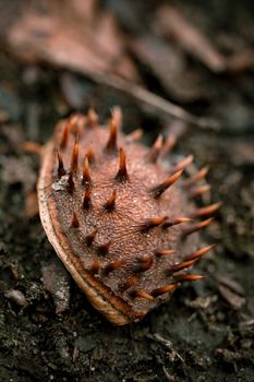 hedgehog photo