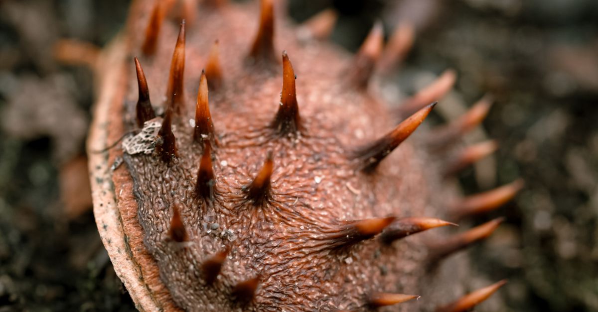 Tree Spiky Shells Close-up of Spiky Autumn Chestnut Shell on Forest Floor · Free Stock Photo