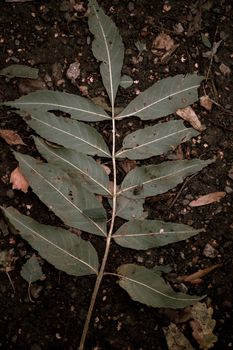 Detailed view of a single leaf resting on the forest floor, showcasing rich autumn tones and textures.