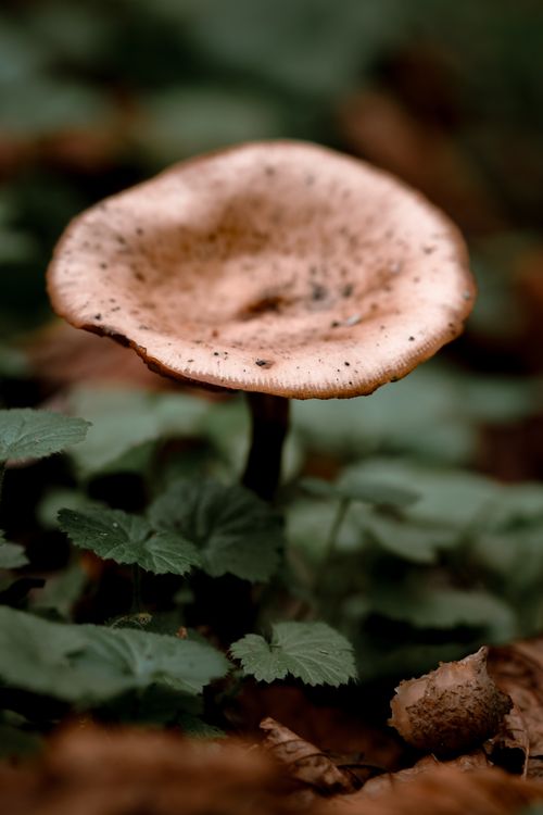 Free Macro shot of wild mushroom with earthy autumn tones in a London forest. Stock Photo