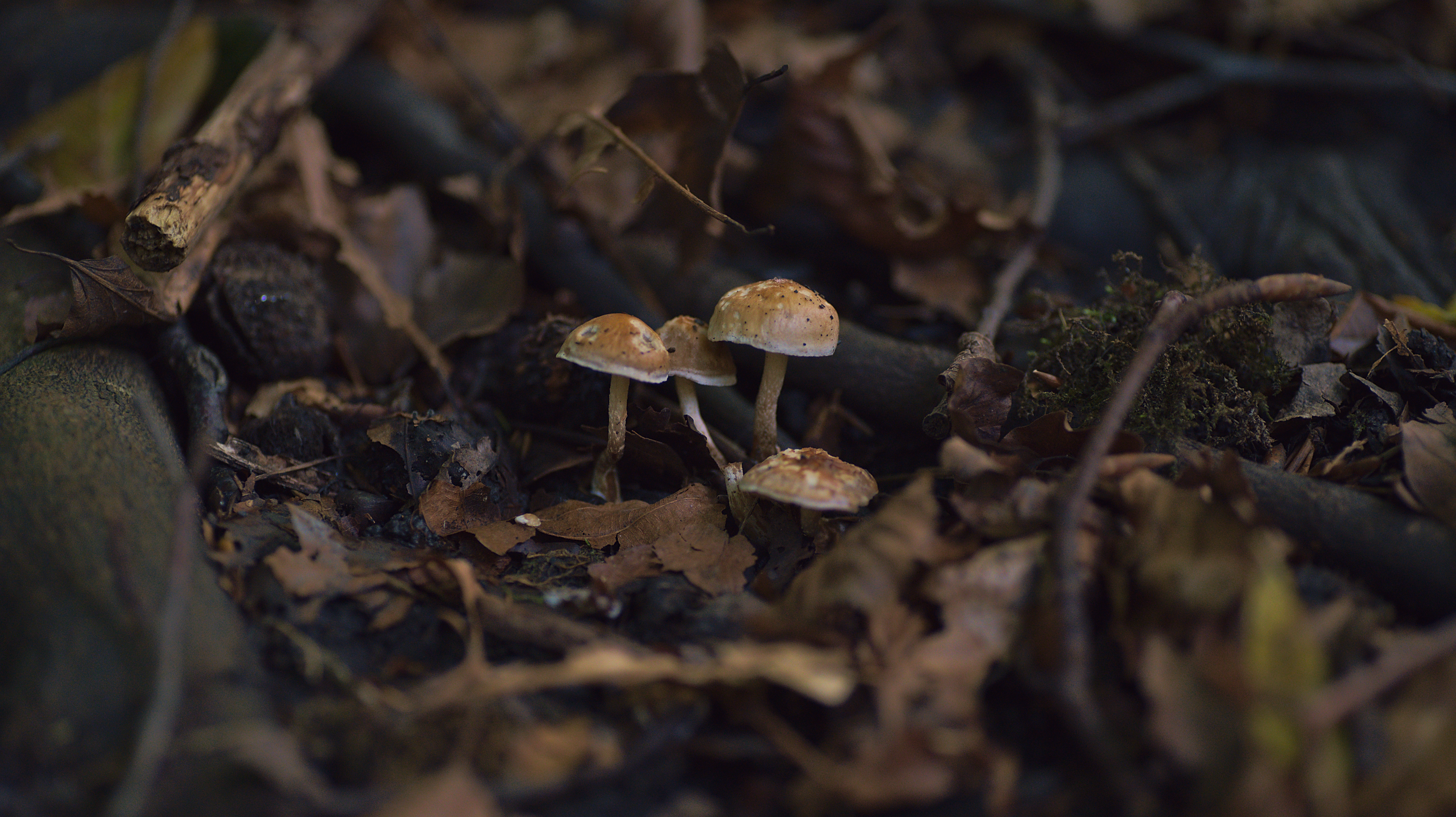 Foragers pause in silence as bioluminescent fungi reveal themselves in the dark.