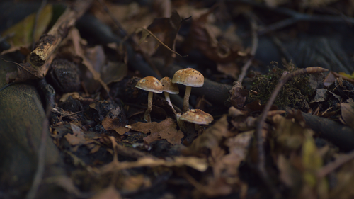 Free Close-up of wild mushrooms growing among fallen leaves in a Welsh forest. Stock Photo