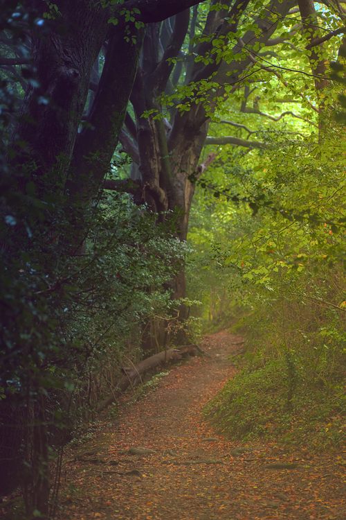 Free A tranquil forest path in autumn, surrounded by lush green and golden foliage. Stock Photo