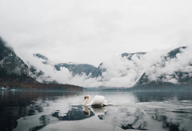Alex Foret