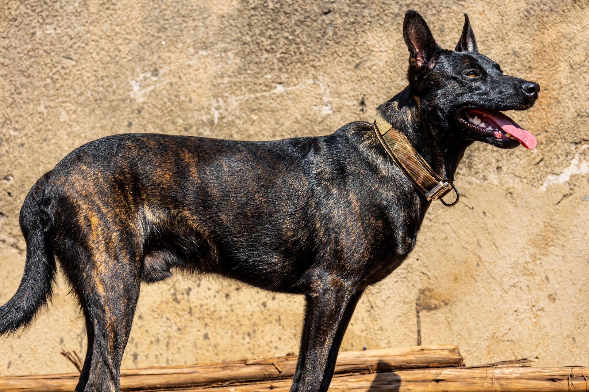 A Dutch Shepherd