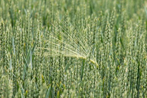 Ingyenes stockfotó búza, farm, gyárak témában