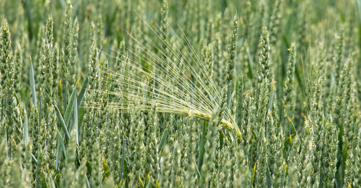 A detailed view of a lush green wheat field during summer, showcasing fresh growth.
