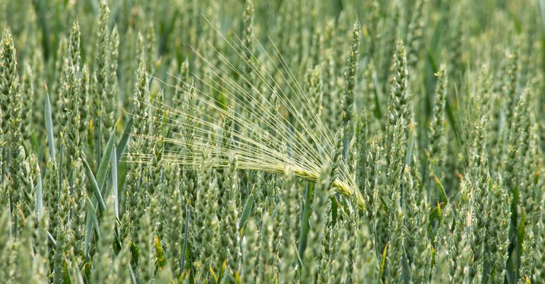 Teagasc launches Soil Cycle project at 2026 Crops Forum