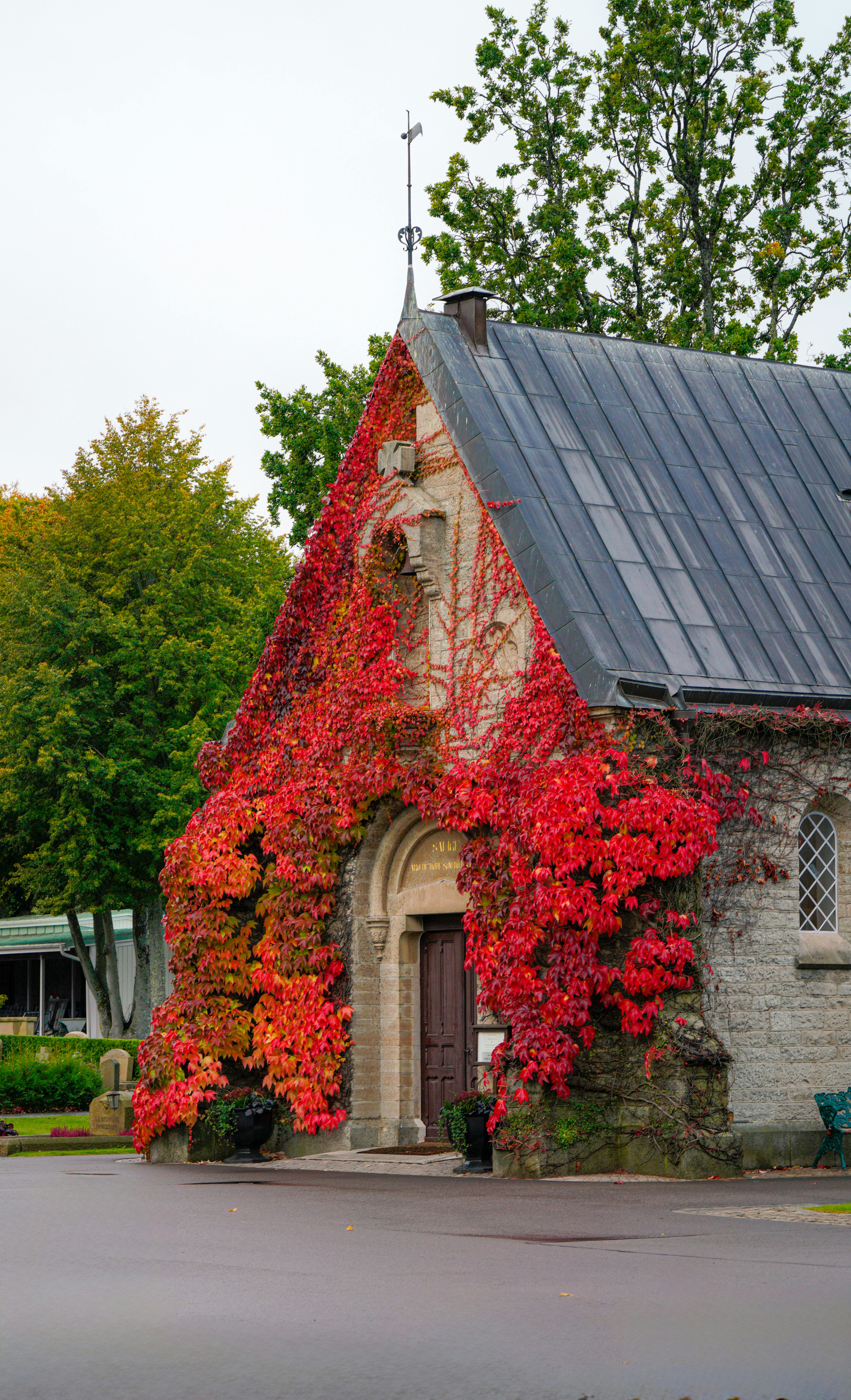 A beautiful stone chapel adorned with vivid red ivy during the fall season, showcasing autumn's vibrant colors.