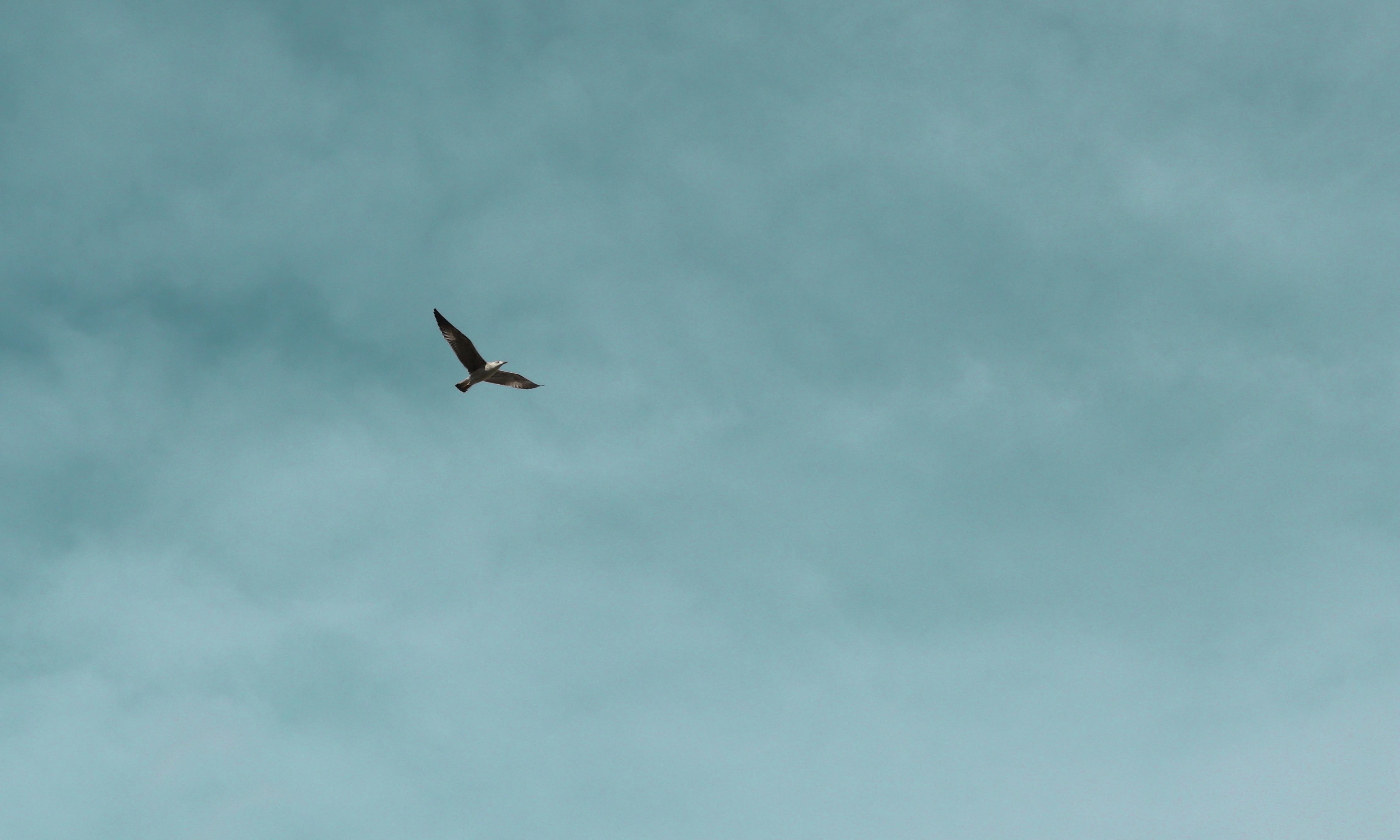 原句：
你是一名专业的文本编辑，擅长纠正由其他语言直译成中文时产生的不自然语序