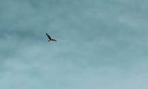 原句：
你是一名专业的文本编辑，擅长纠正由其他语言直译成中文时产生的不自然语序