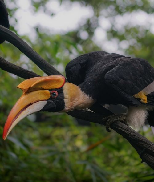 Free A vibrant great hornbill rests on a branch surrounded by lush green foliage, showcasing its striking features. Stock Photo