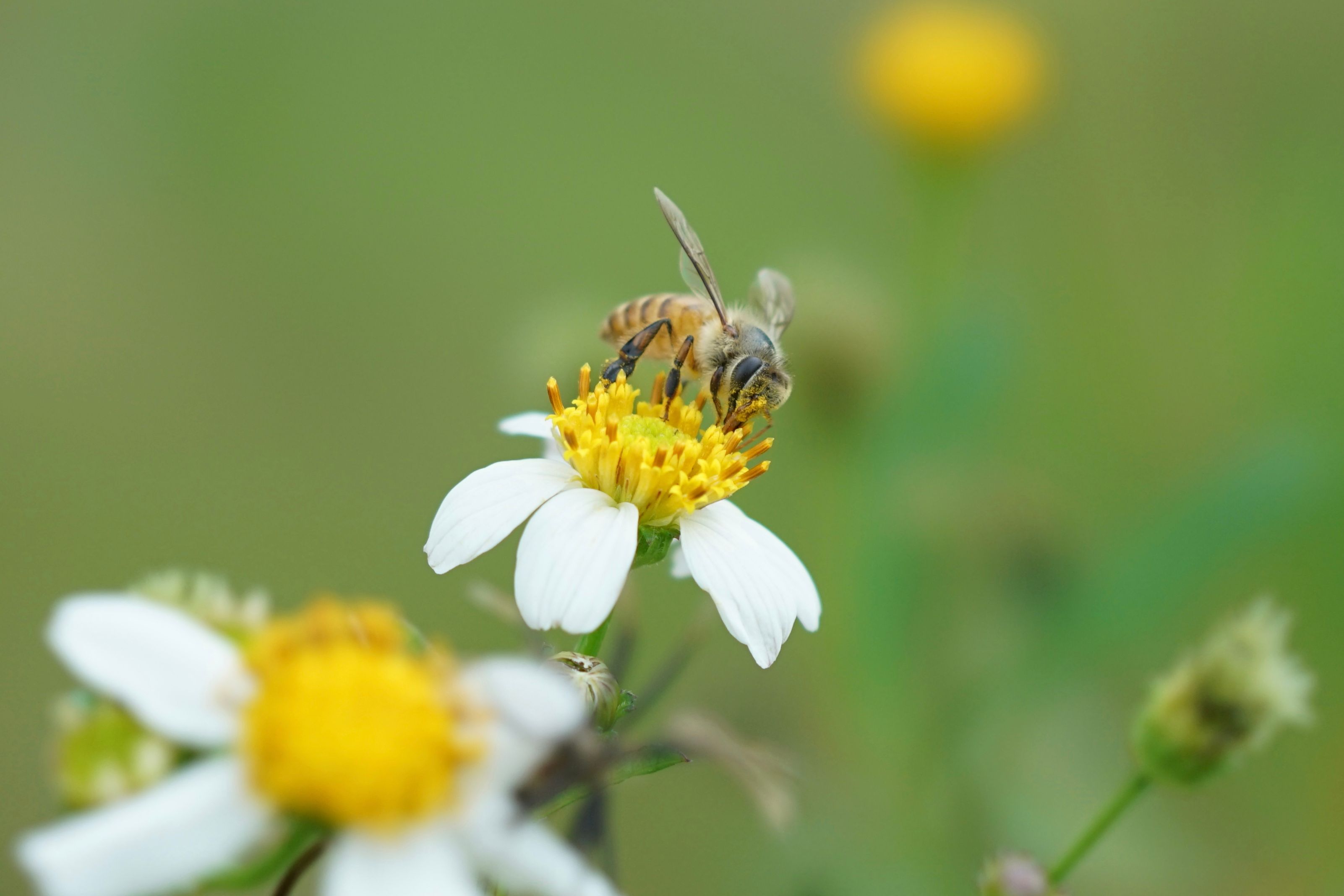 Civics Bee empowers local students to use their voice — Photo by 西瓜 宇宙 on Pexels