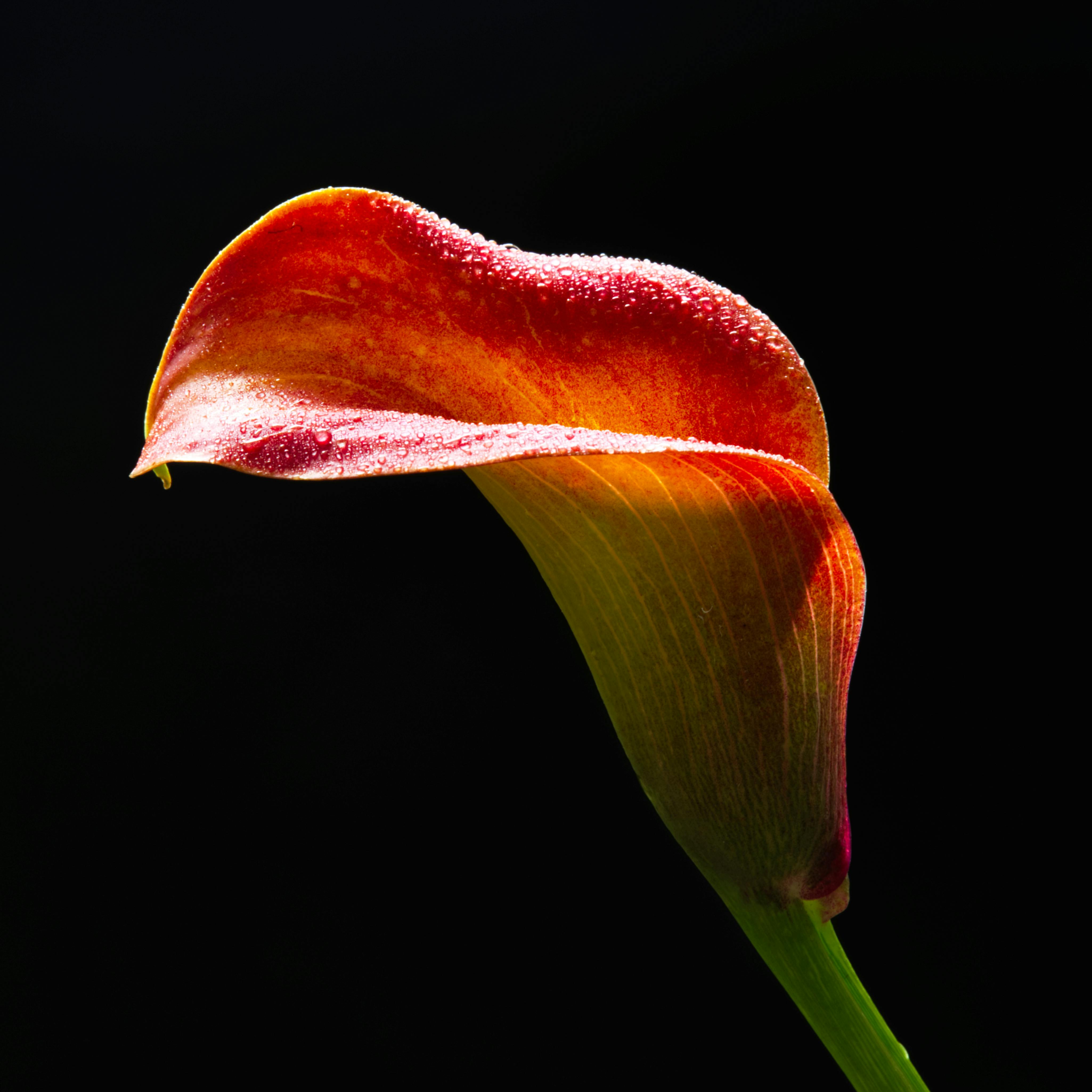 Close-up of a vibrant orange and red calla lily with dew drops on petals.