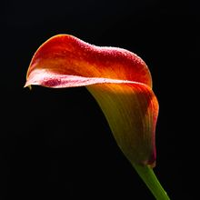An orange calla lily with dew — photo by Abdus Samad Mahkri on Pexels