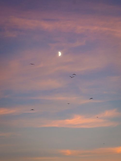 Free A serene sky with a crescent moon and birds in pastel colors at sunset. Stock Photo