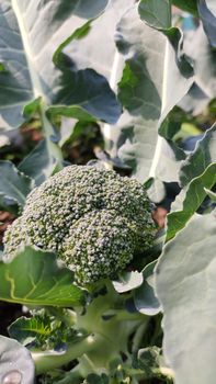 A detailed close-up of a broccoli plant in a vibrant outdoor garden setting.
