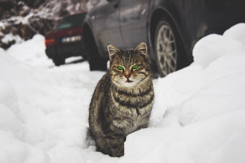 Katze Auf Schnee