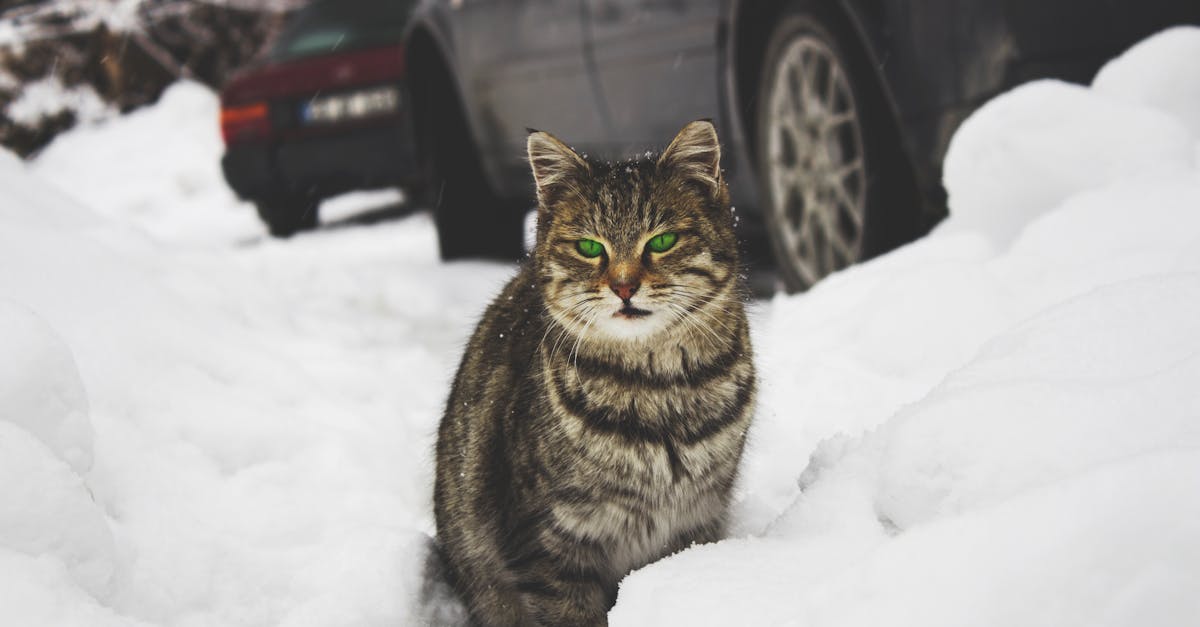 How to draw a cute turtle with big eyes