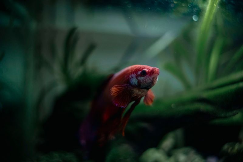 betta tank with live aquatic plants