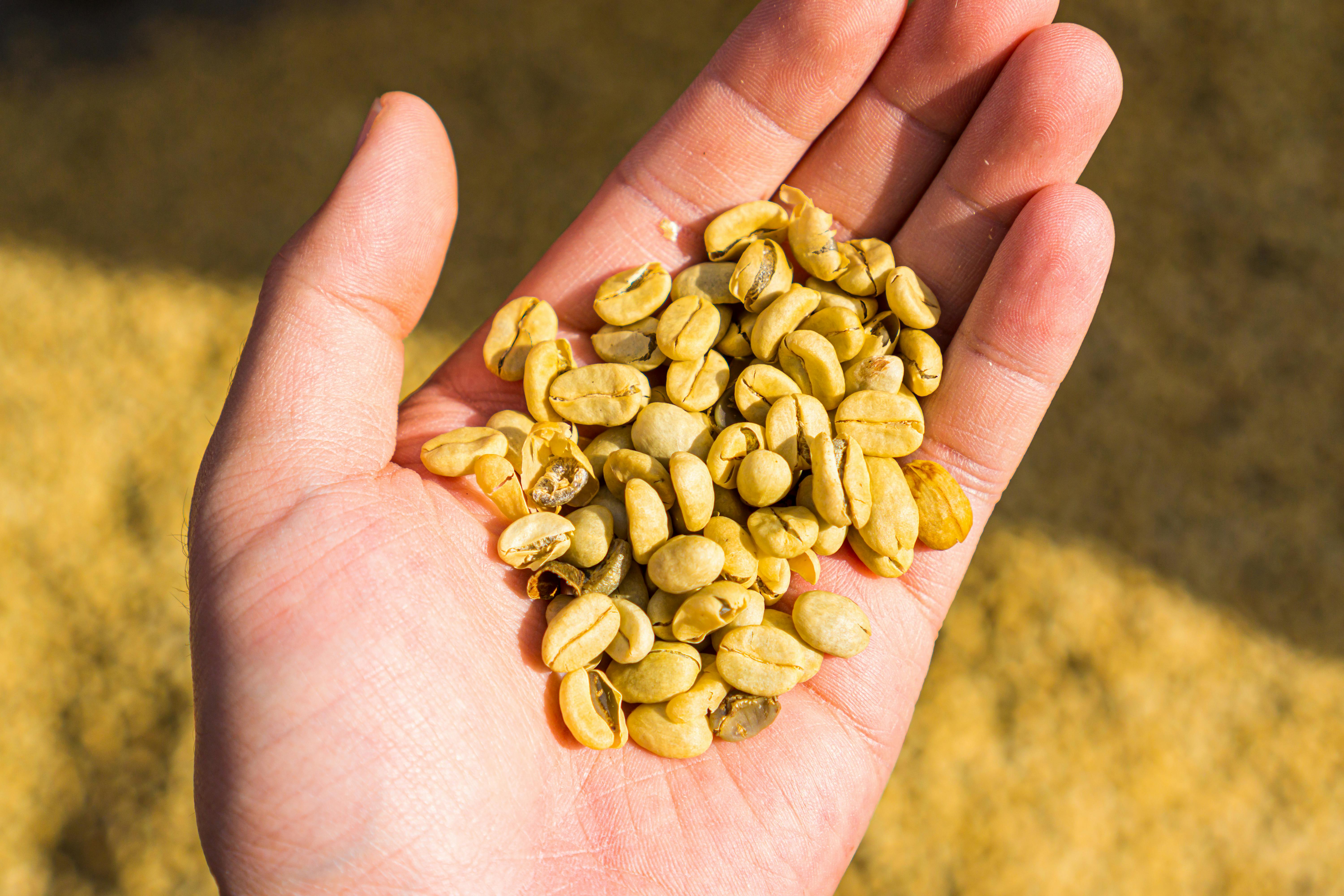 Photo of Nuts on Person's Hand · Free Stock Photo