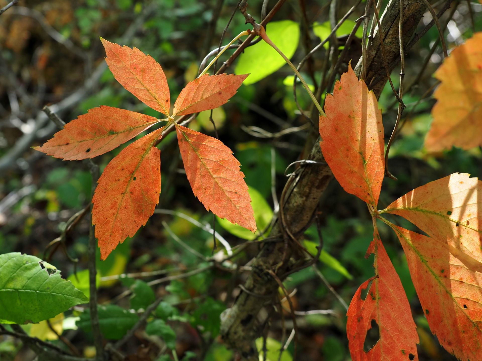 The leaves are changing color as the fall season is in full swing.