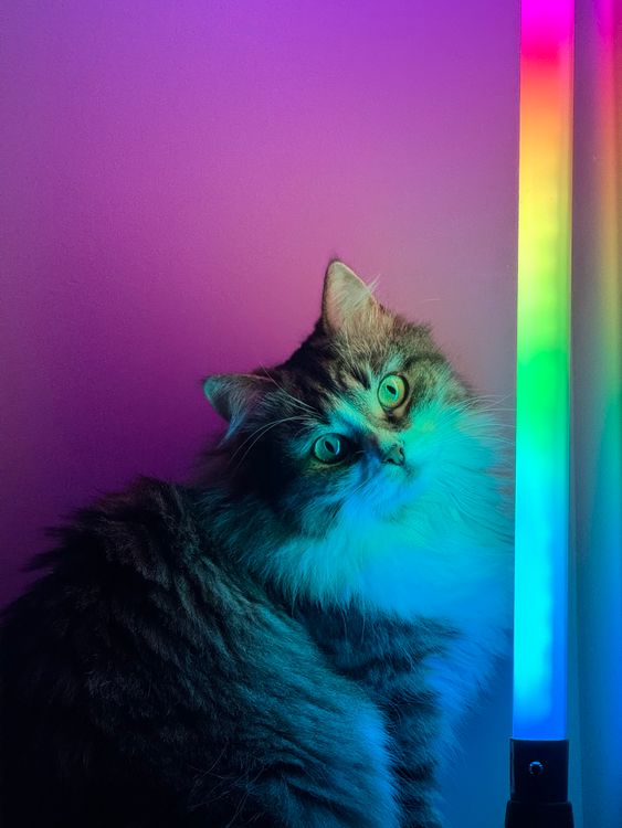 Cat Chewed a Glow Stick: Why the Foaming Looks Worse Than the Poisoning