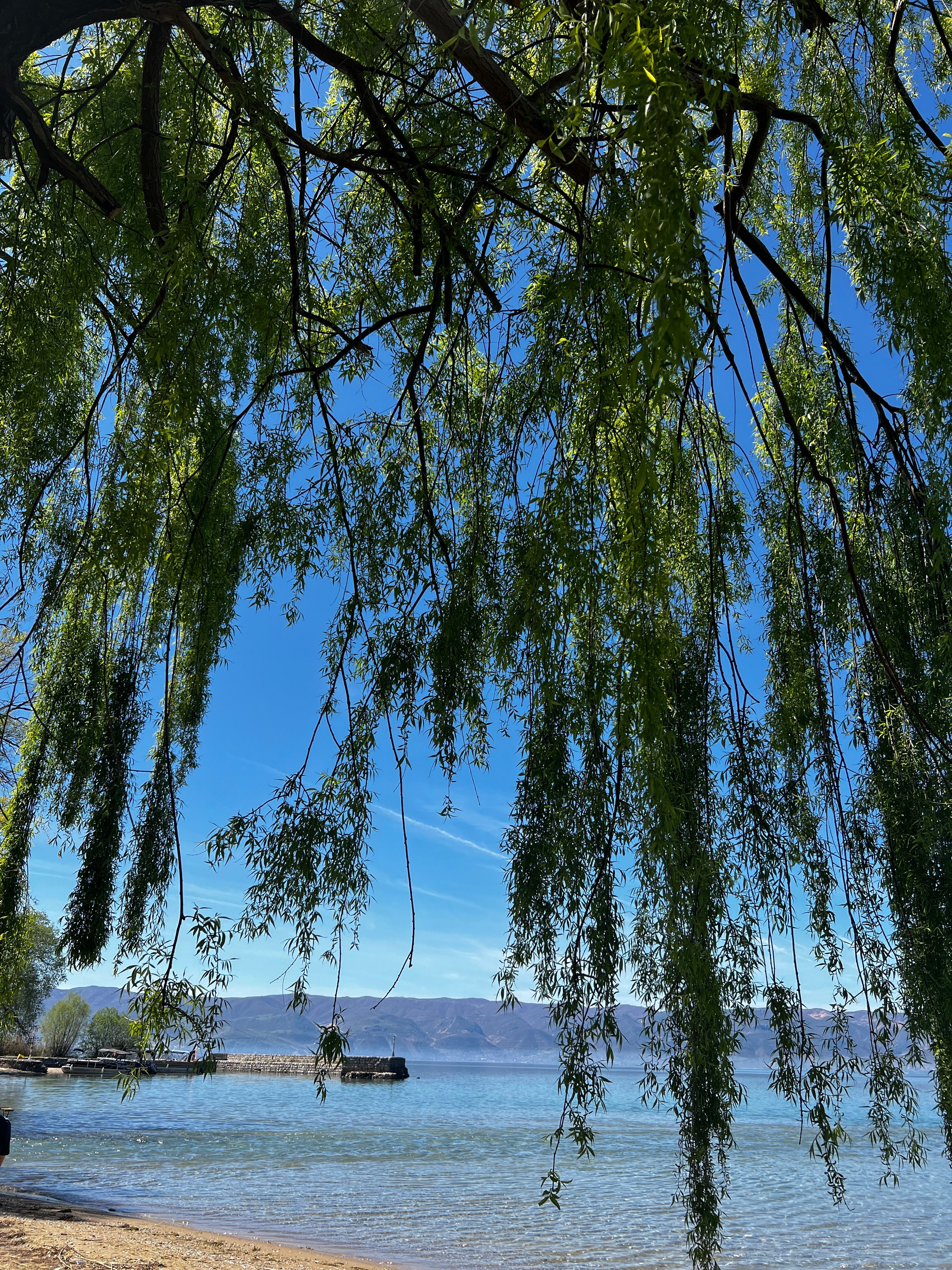 Serene Weeping Willow by Lake Ohrid · Free Stock Photo