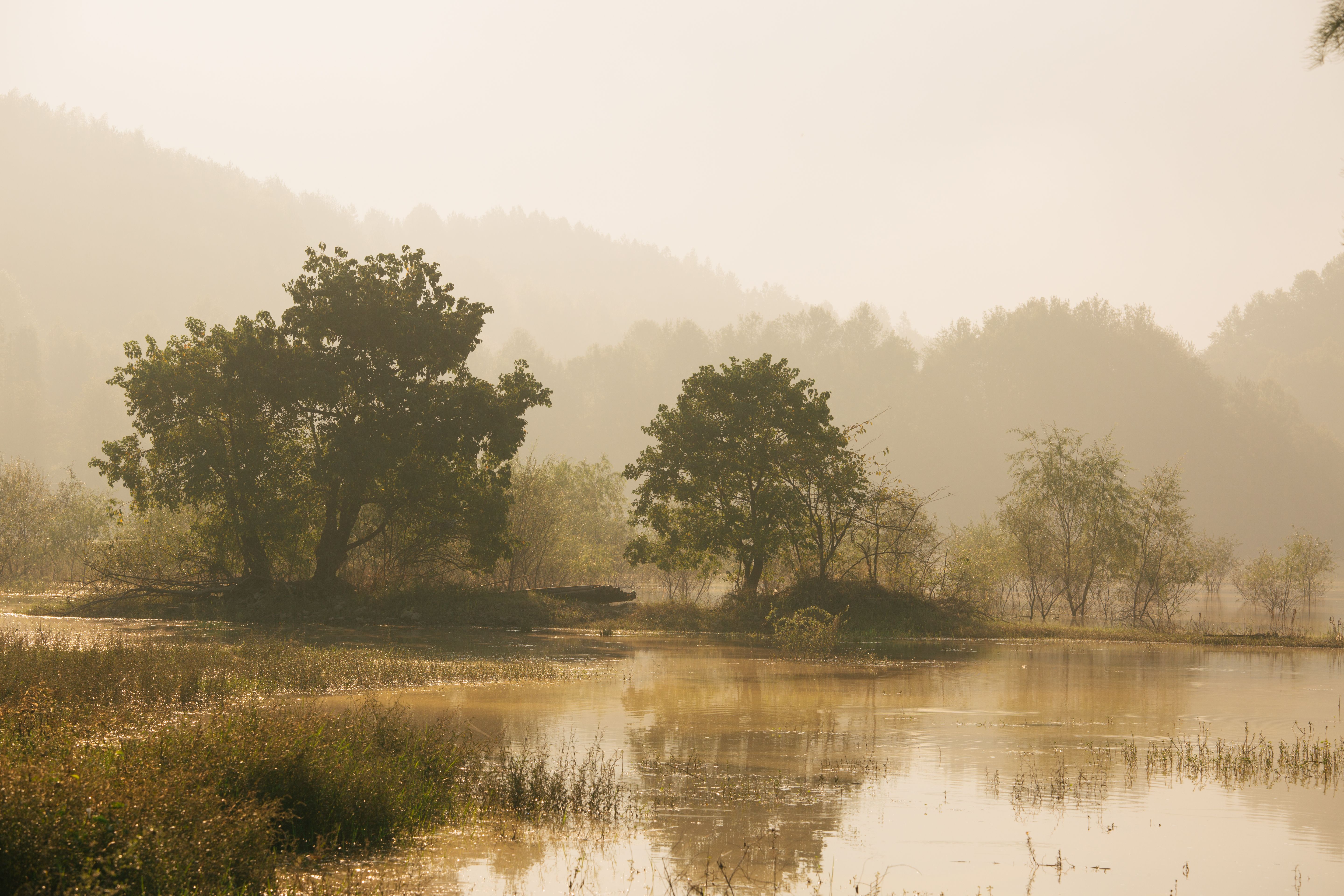 Serene Misty Lake with Tree Reflections at Dawn · Free Stock Photo