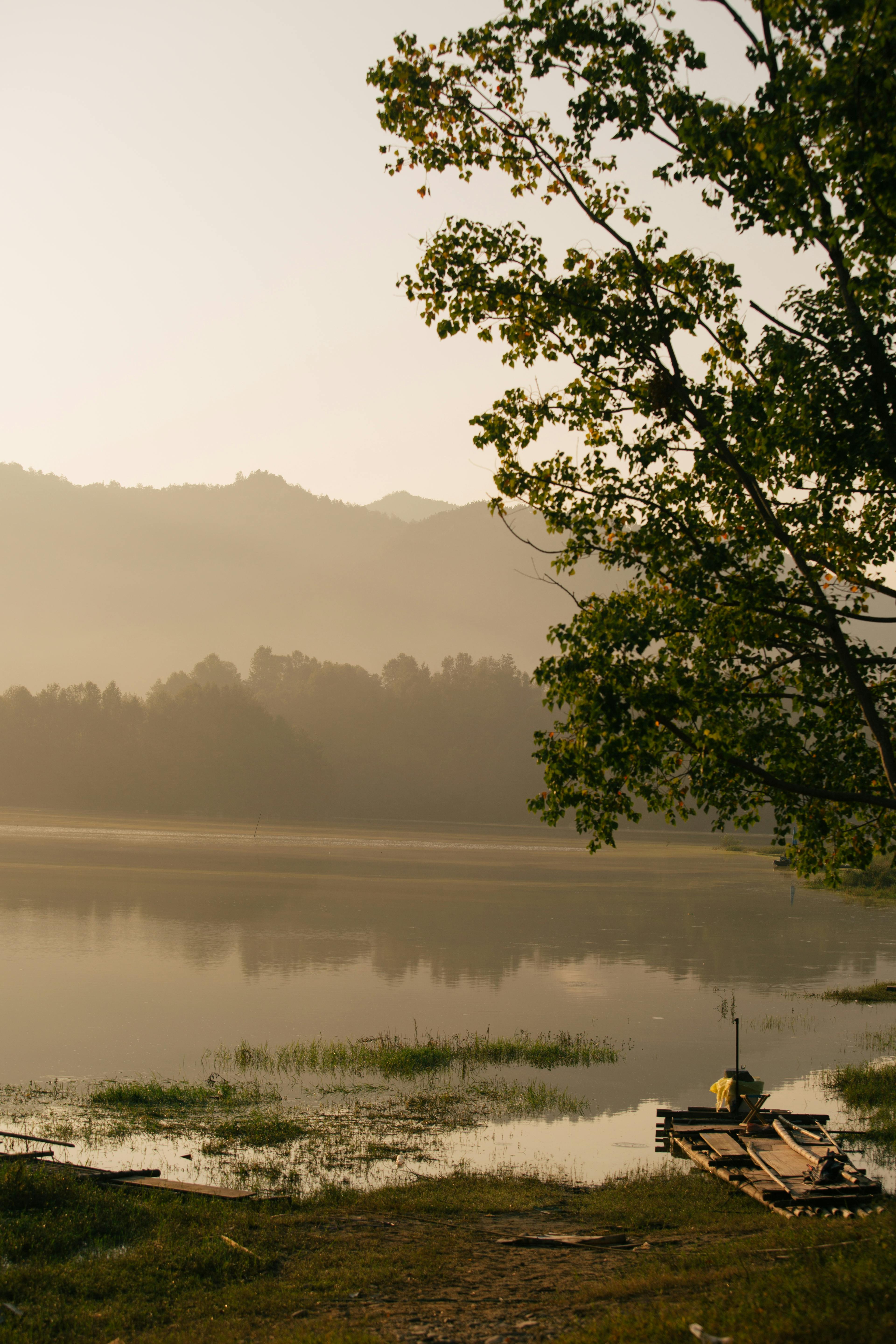 宁静的湖面、雾气缭绕的山脉以及日出时刻的树木共同构成了一幅平静的风景画