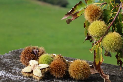 Free A detailed view of chestnuts in spiky shells on a wooden surface with a lush background. Stock Photo