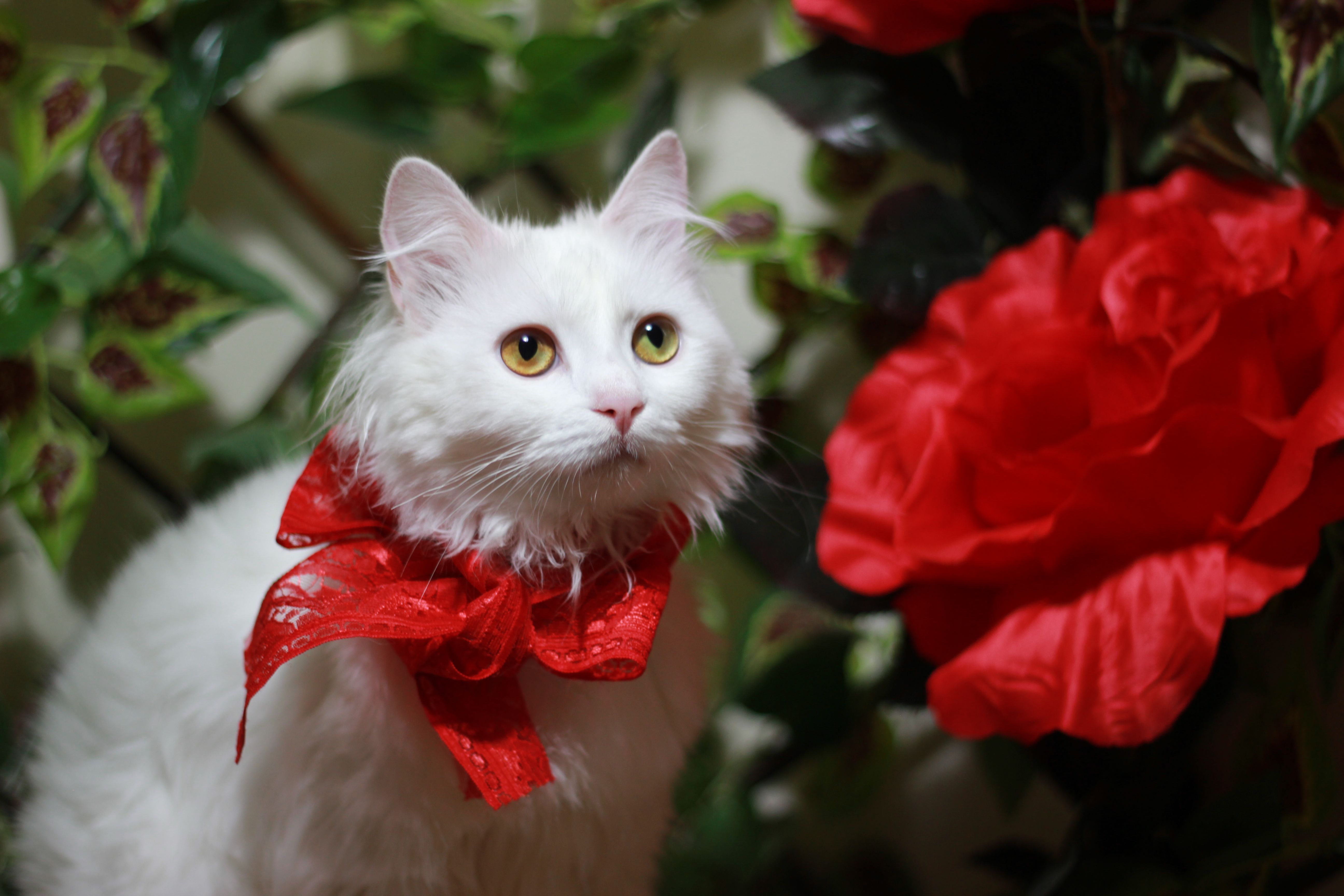 Elegant White Cat with Red Ribbon Among Flowers · Free Stock Photo