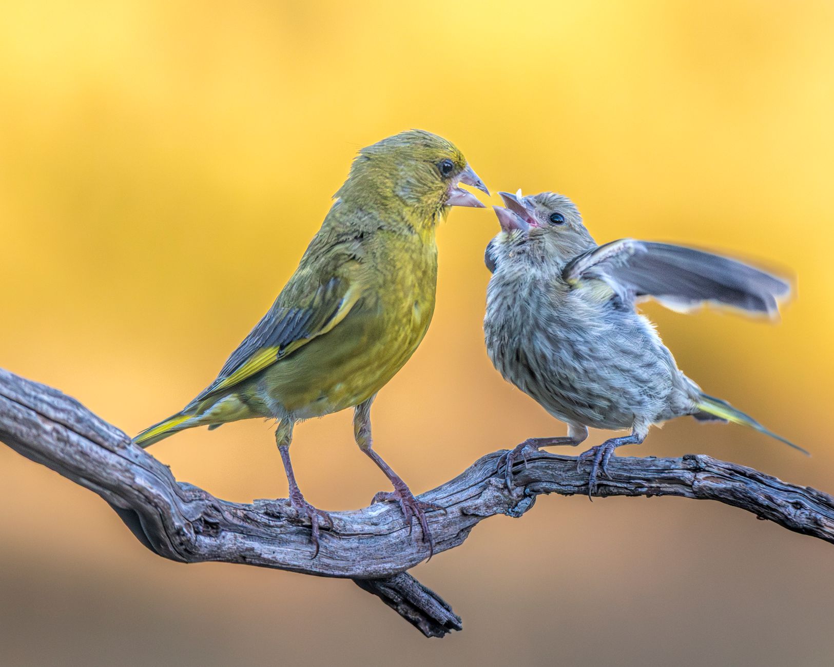 How to Make Your Home Bird-Safe: Essential Advice for Pet Owners
