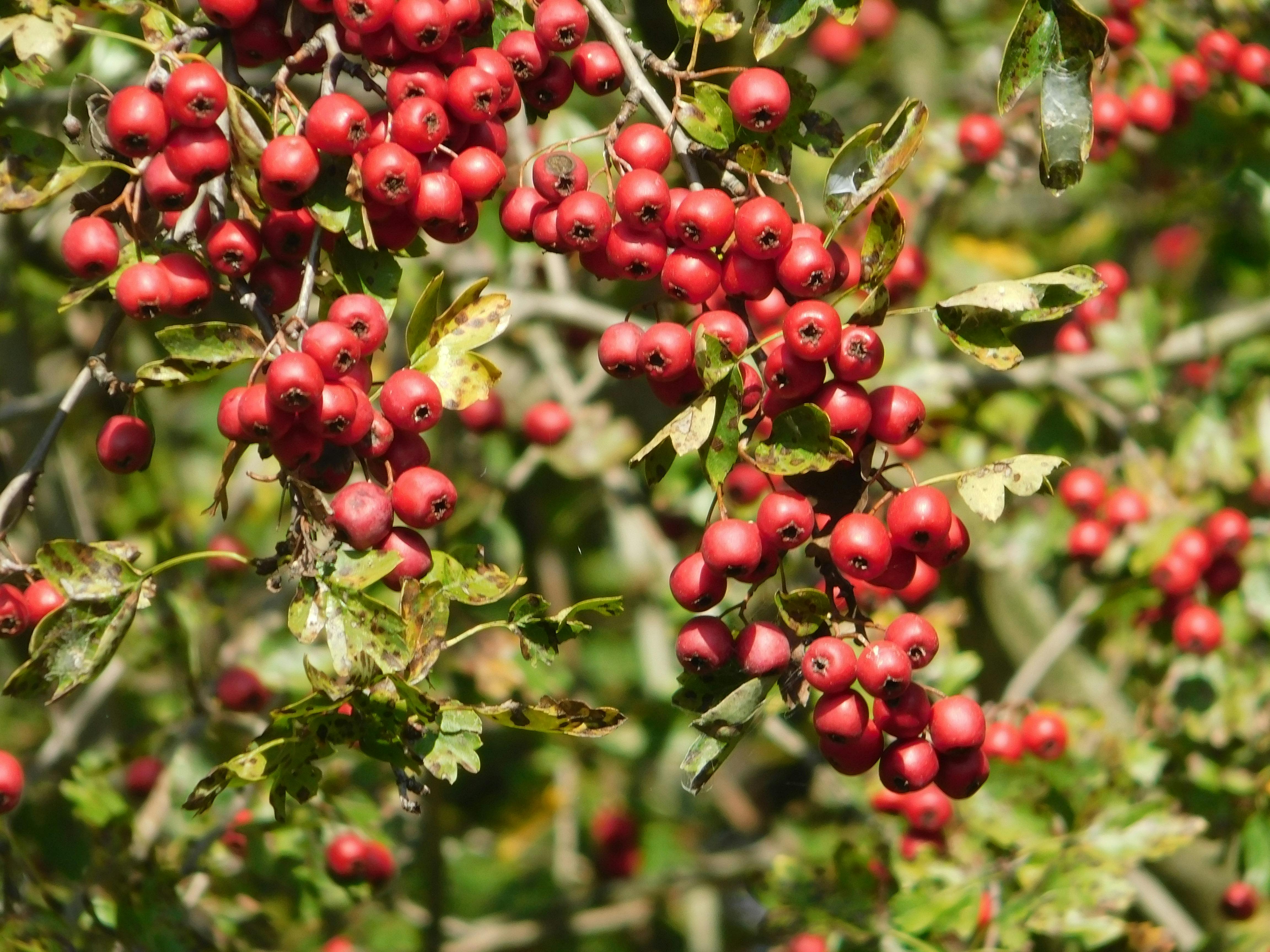 生活：中藥公會攜手消保協會澄清枸杞產品安全無虞