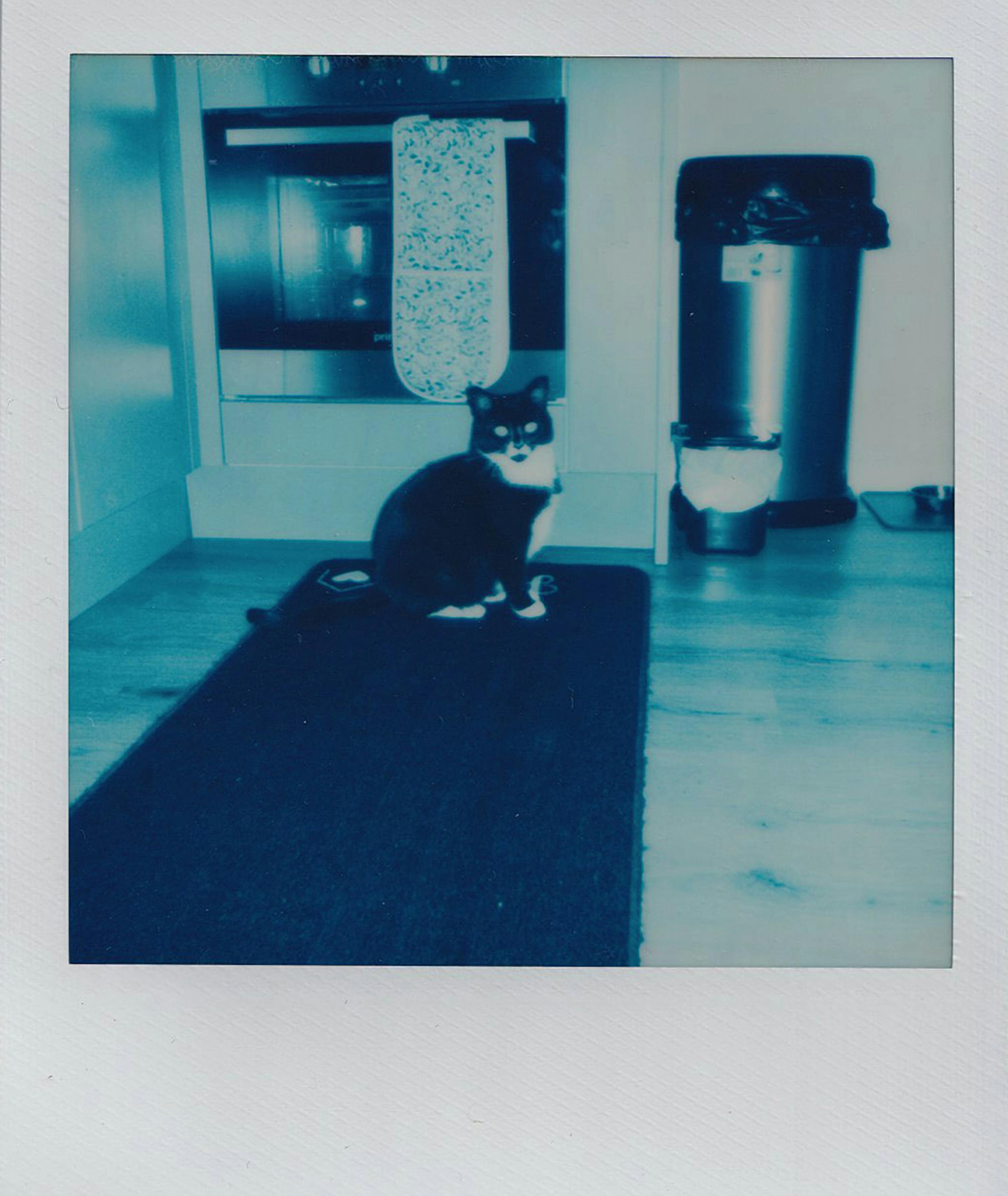 Charming cat sitting on rug in modern kitchen, captured in a vintage polaroid style.