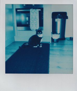 Charming cat sitting on rug in modern kitchen, captured in a vintage polaroid style.