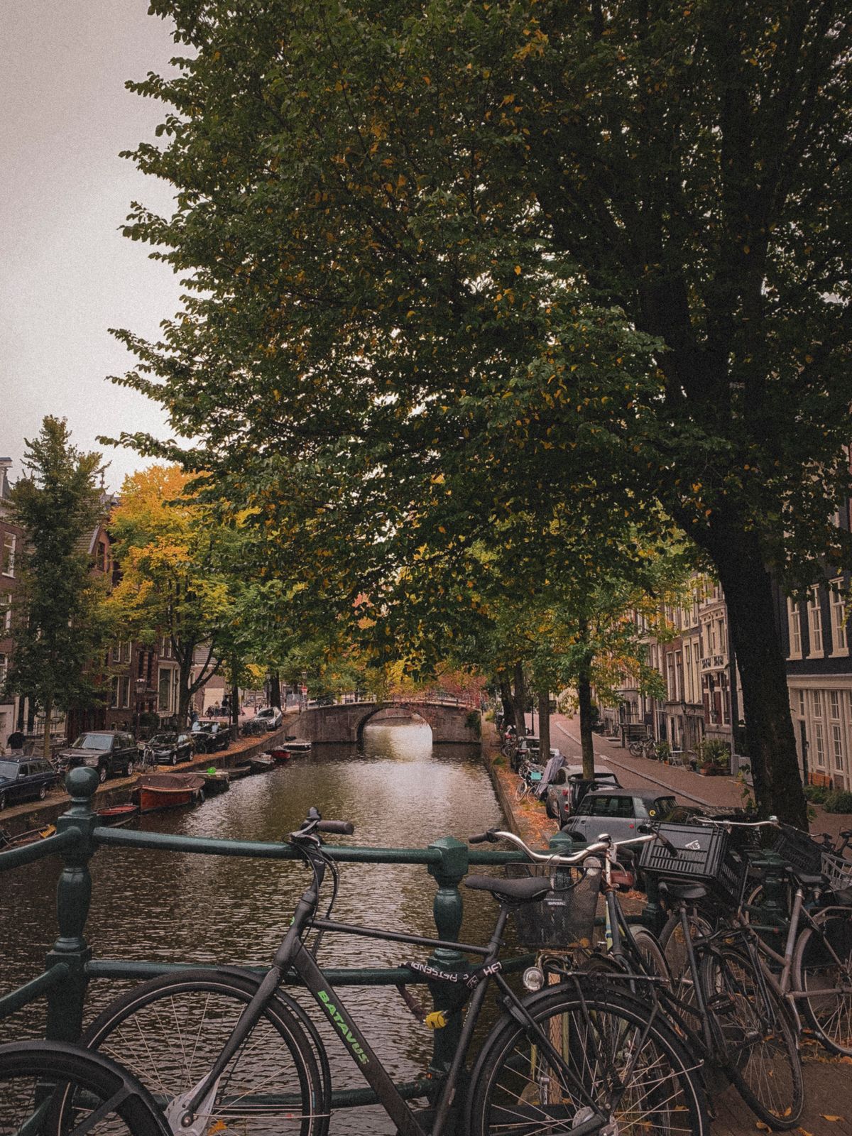 Oud-Zuid Amsterdam - stradă cu copaci