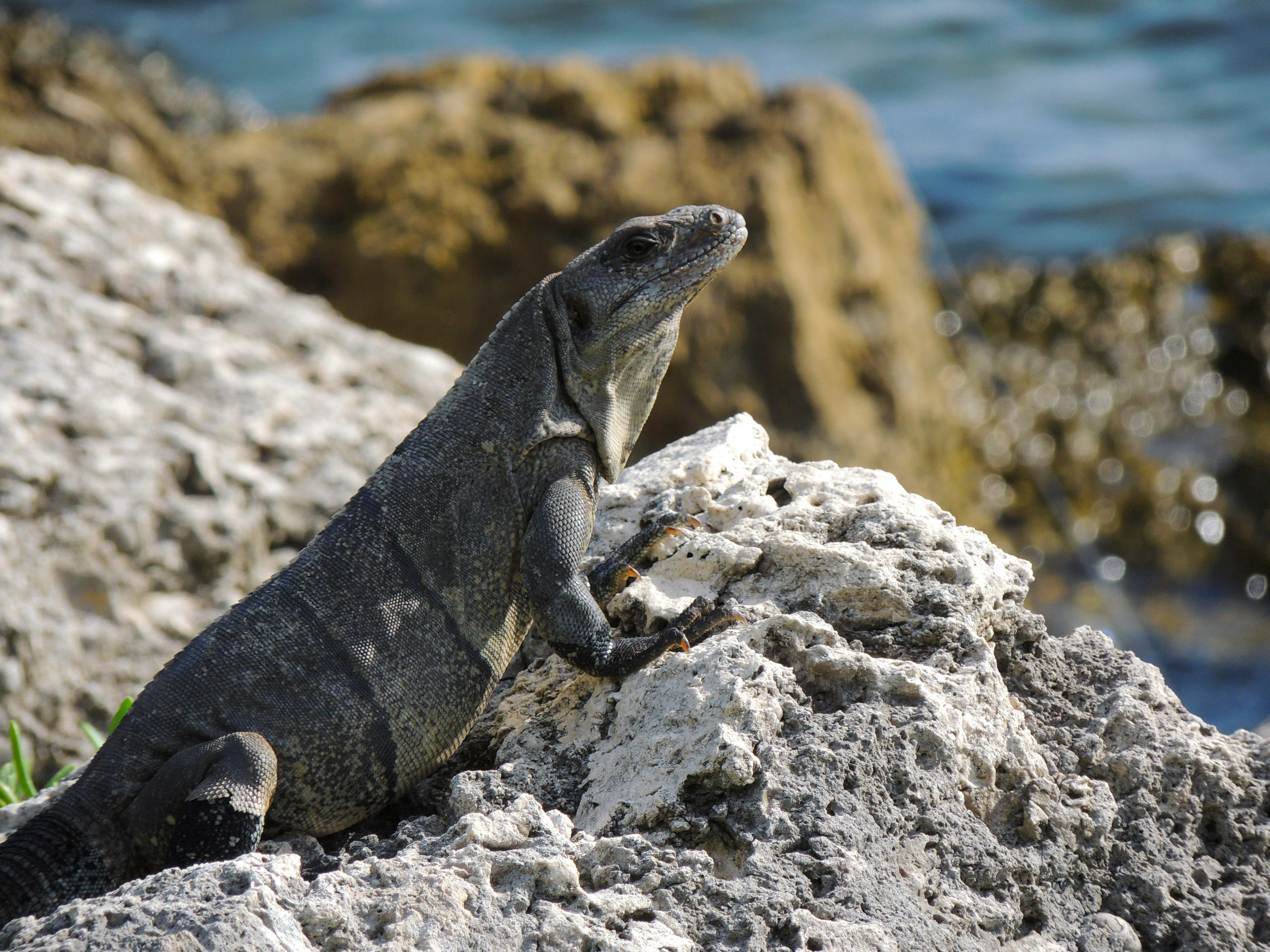 好的，我会根据您的要求进行句子的优化