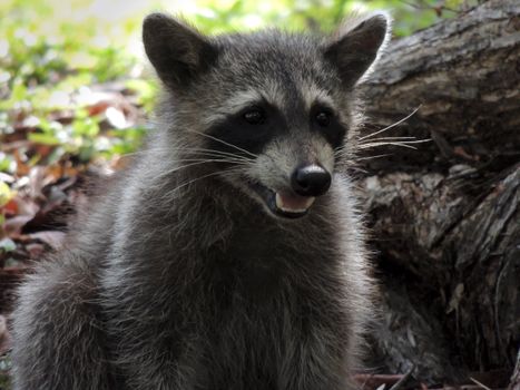 Close-up of a raccoon in the wild showing its curious expression amidst the foliage.