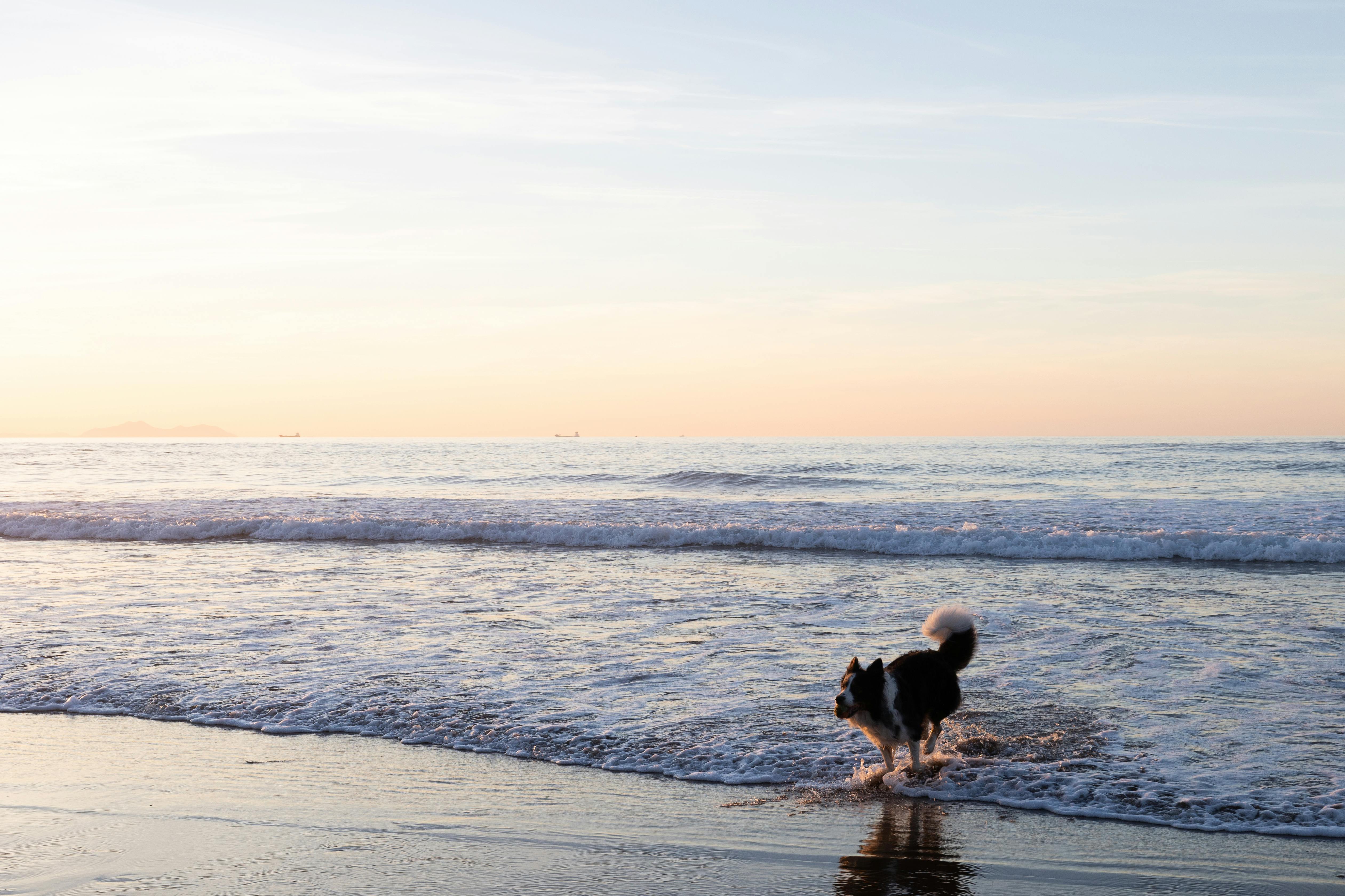 在宁静的巴斯克海滩上，一只顽皮的边境牧羊犬正冲过海浪