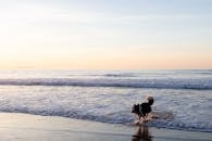 在宁静的巴斯克海滩上，一只顽皮的边境牧羊犬正冲过海浪