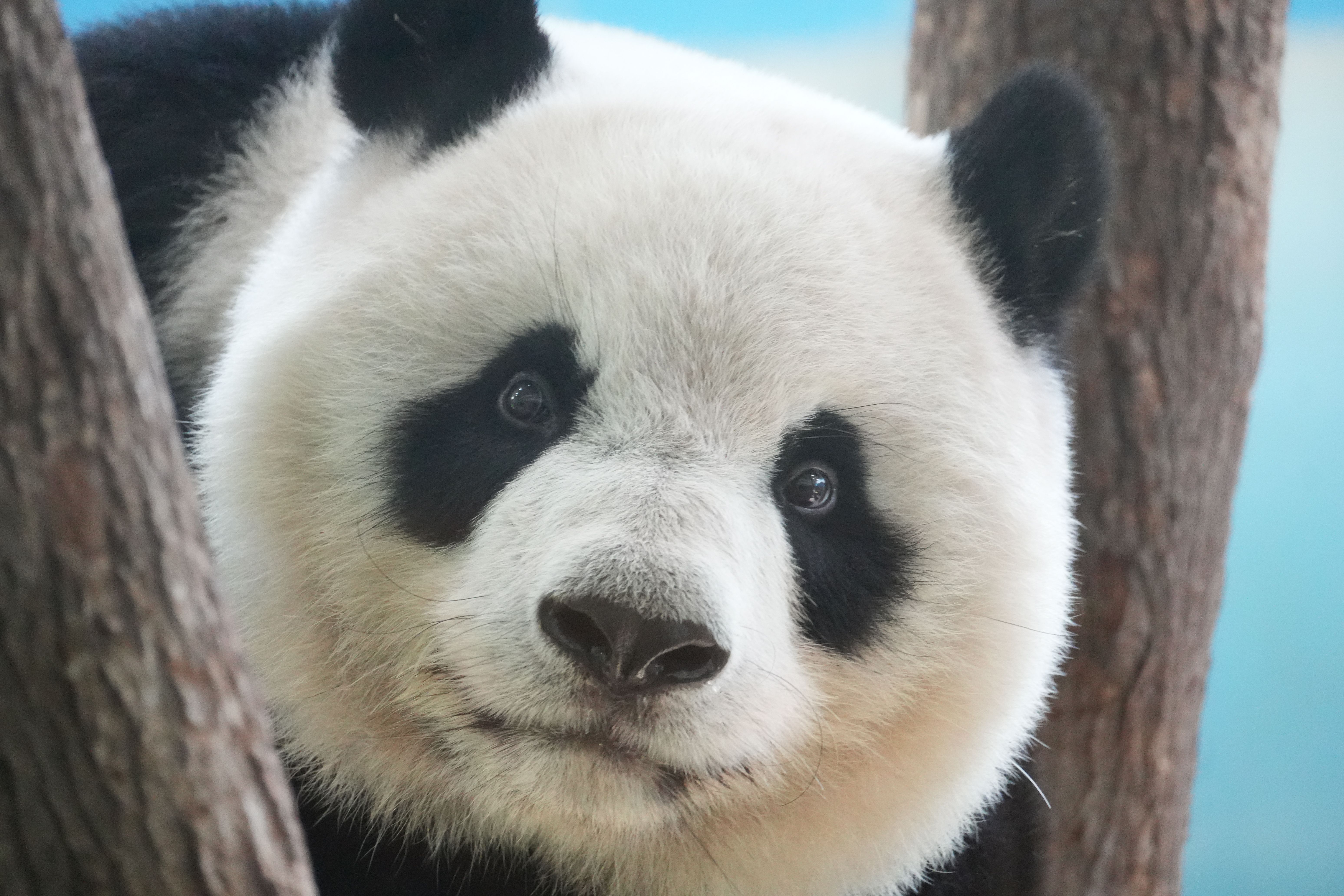 Close-up Portrait of a Giant Panda in Nature · Free Stock Photo