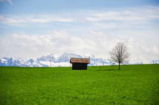 A picturesque Swiss landscape with a cabin, a tree, and snowy Alps in Zurich during spring.