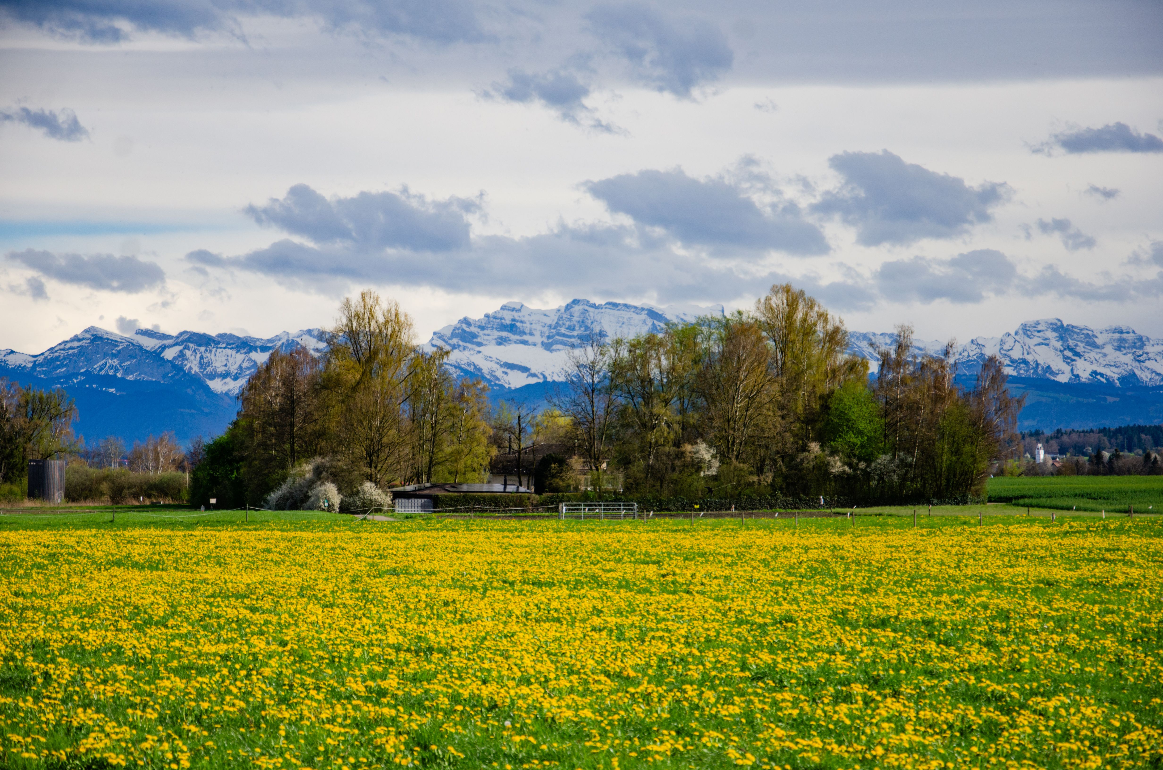 Scenic Spring Landscape with Swiss Alps in View · Free Stock Photo