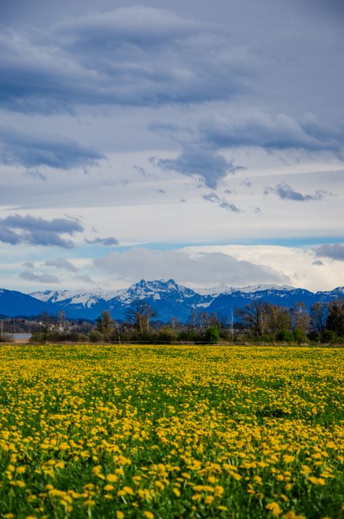 Free A stunning landscape of the Swiss Alps with a vibrant field of yellow wildflowers in early spring. Stock Photo