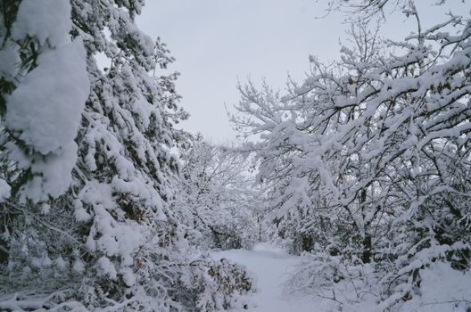 Explore the tranquil beauty of a snow-blanketed winter forest, evoking a peaceful and serene atmosphere.