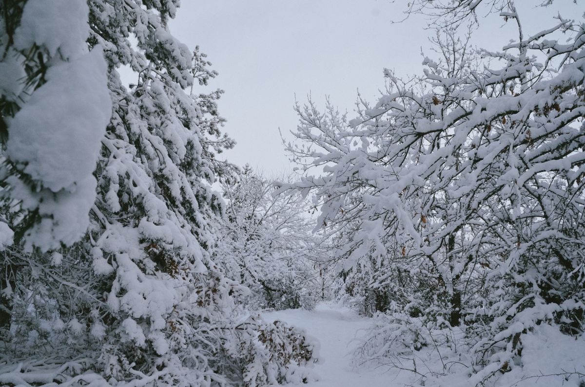 広い雪原の風景