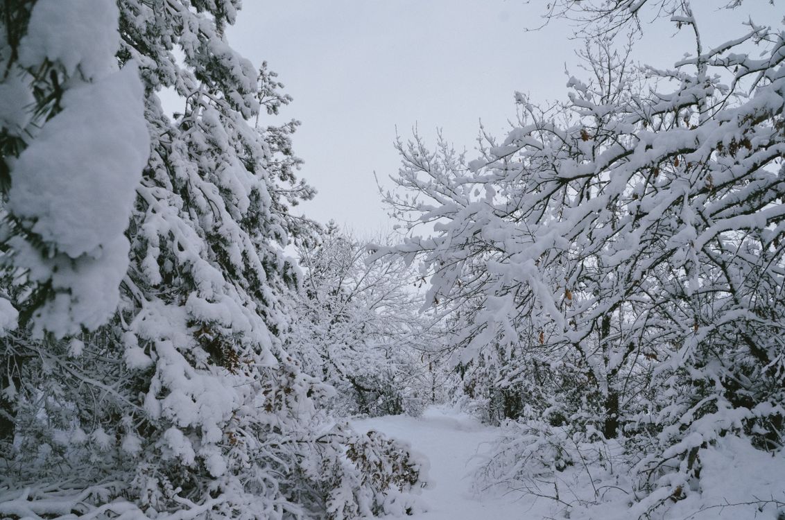 Serene Snow-Covered Forest in Winter · Free Stock Photo