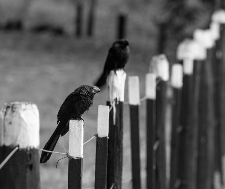 Free stock photo of birds, black and white, countryside