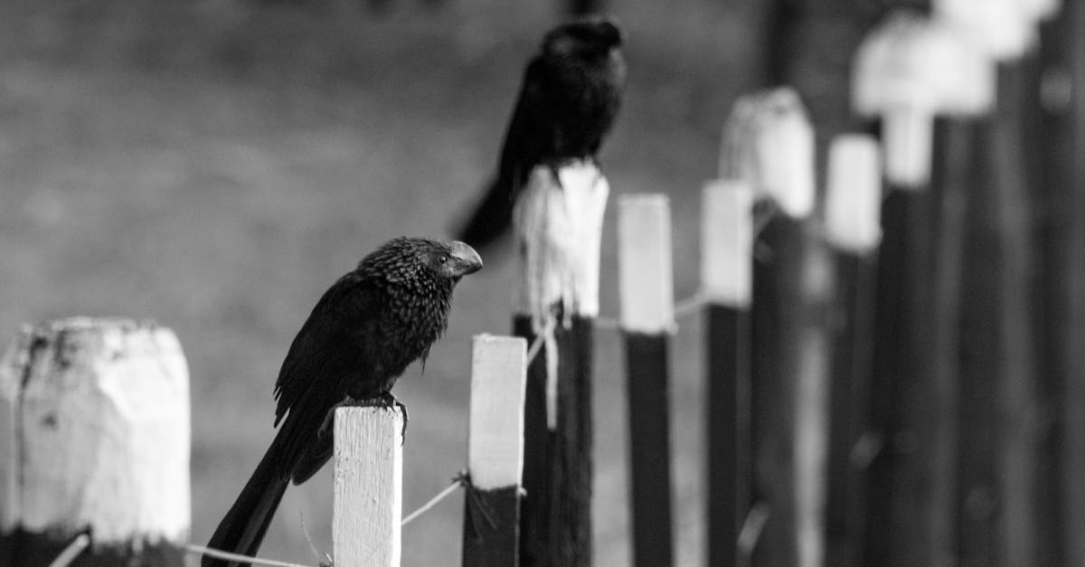 Free stock photo of birds, black and white, countryside